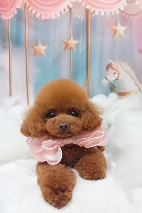 YUKIの写真 - CANDYS FILMのイケメンホスト